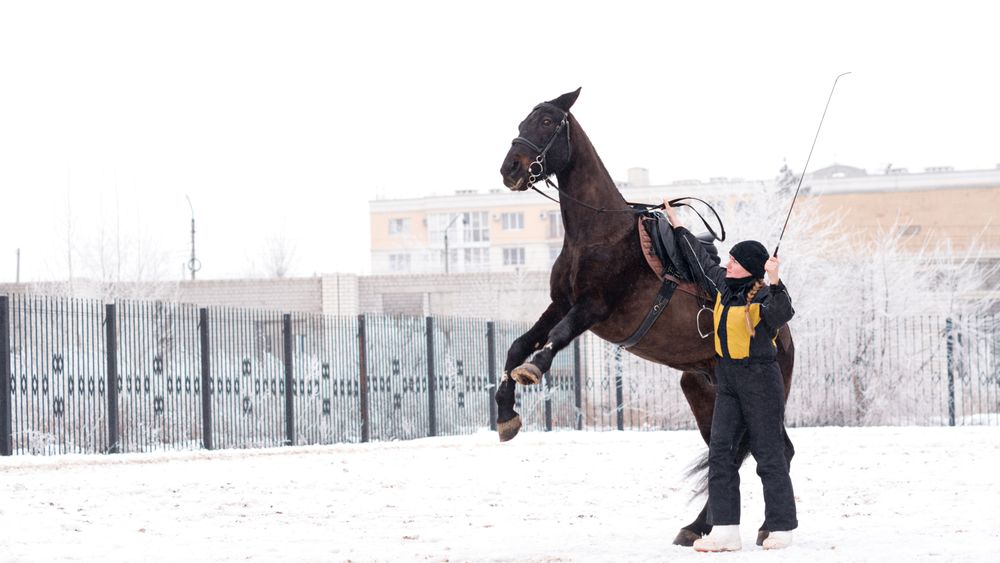 Horse leaping with handler in snowy enclosure. Dressage.