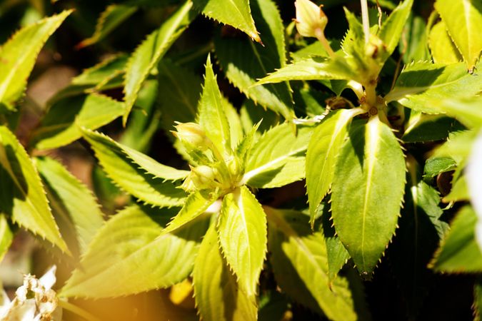 Green leaves on bush in bright sunlight
