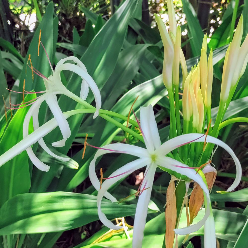 Grand spider lilies outside