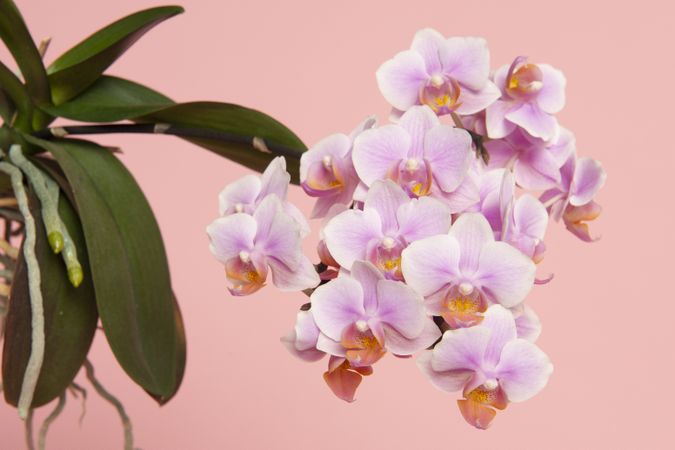 Blooming pink orchid flowers with green leaves on a pink background