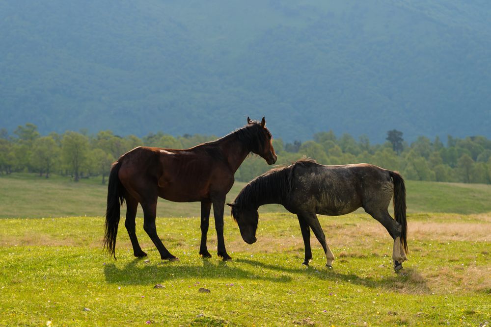 Horses standing in grassy field with mountainous backdrop