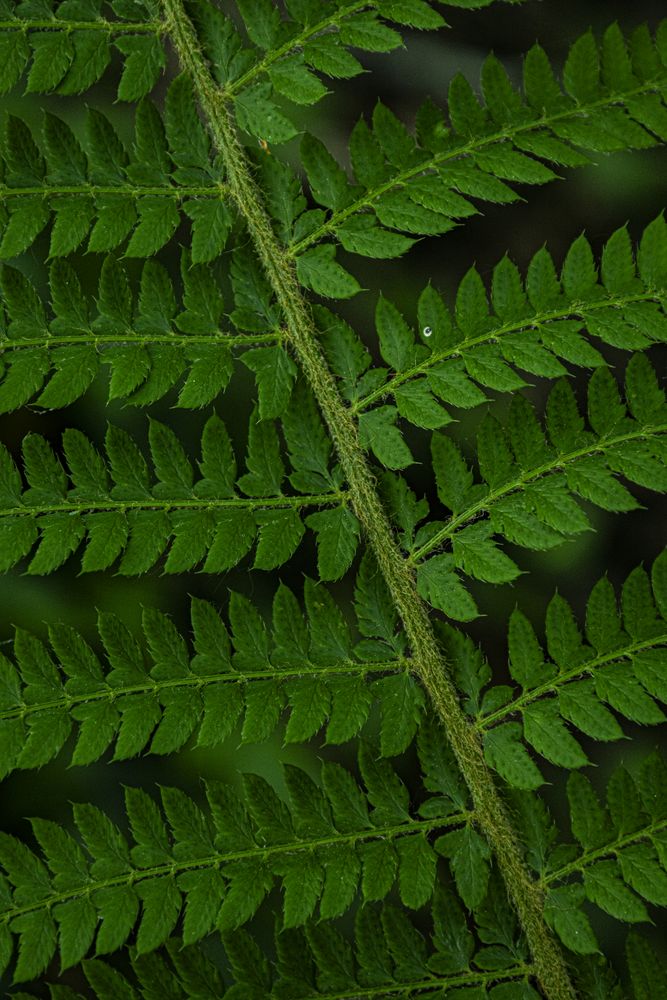 Detail of fern leaves. Lush green background of nature