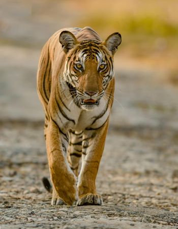 Brown tiger walking