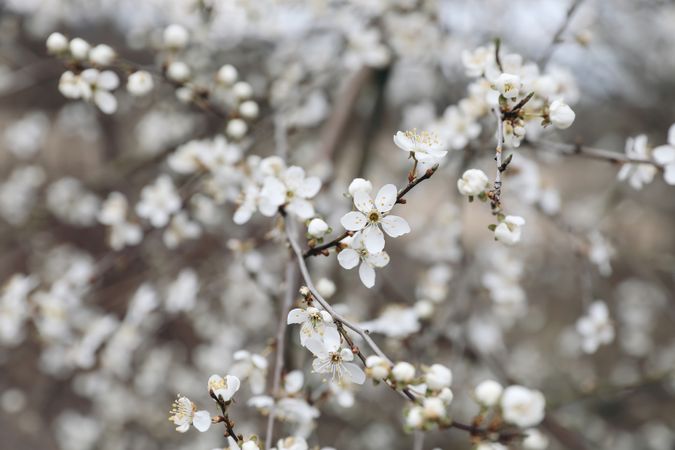 Closeup of blooming cherry plum branches, myrobalan tree blossoms and buds
