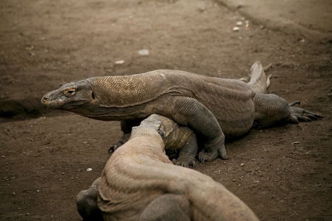 Two large lizards playing on ground