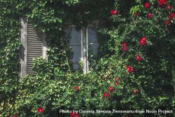 Window with red flowers and ecological wall 41yoN4