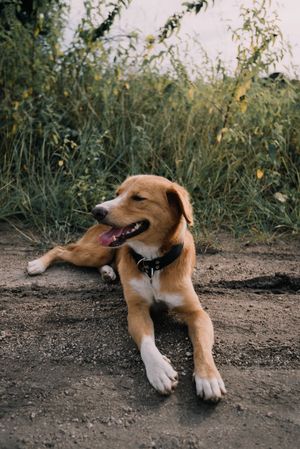 Tired Dog Laying on the Ground