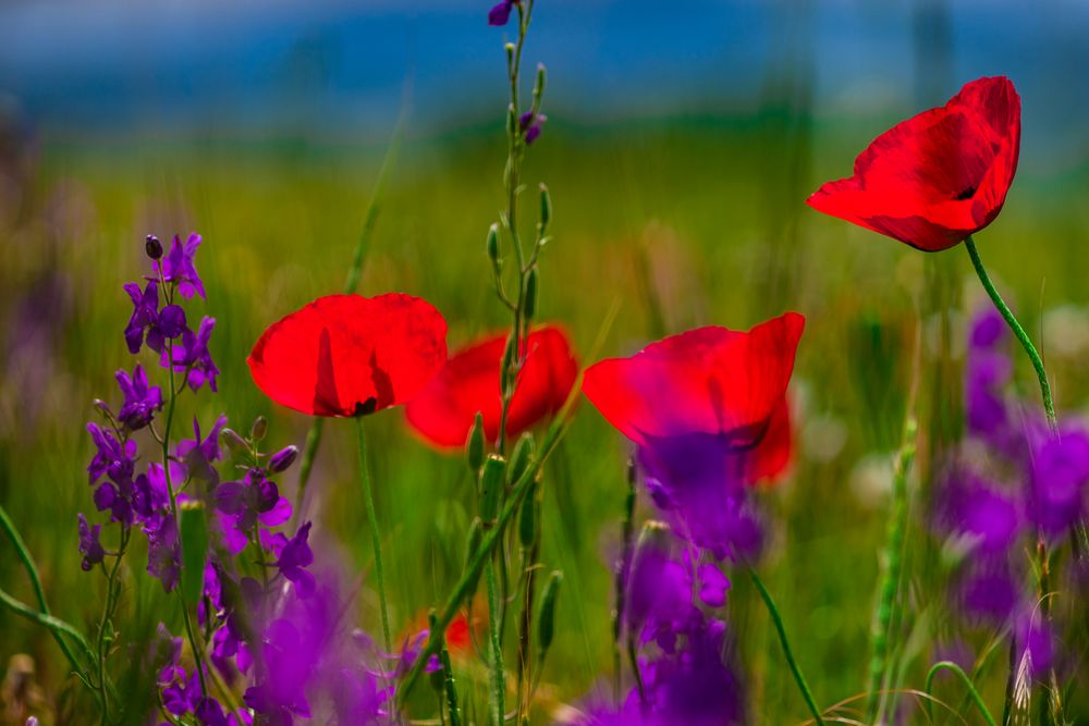 Summery scene in poppy field
