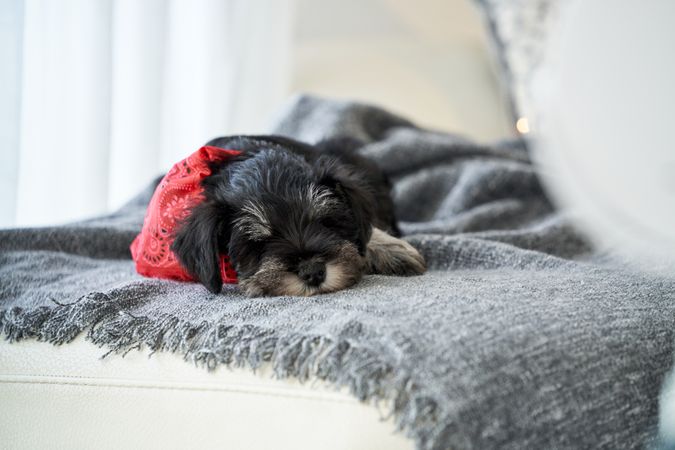 Cute purebred dog sleeping on sofa