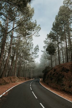 Asphalt countryside road between trees