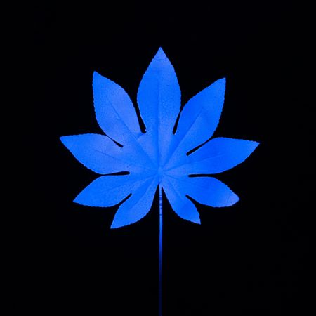 Neon tropical leaf in vivid blue fluorescent color on dark background