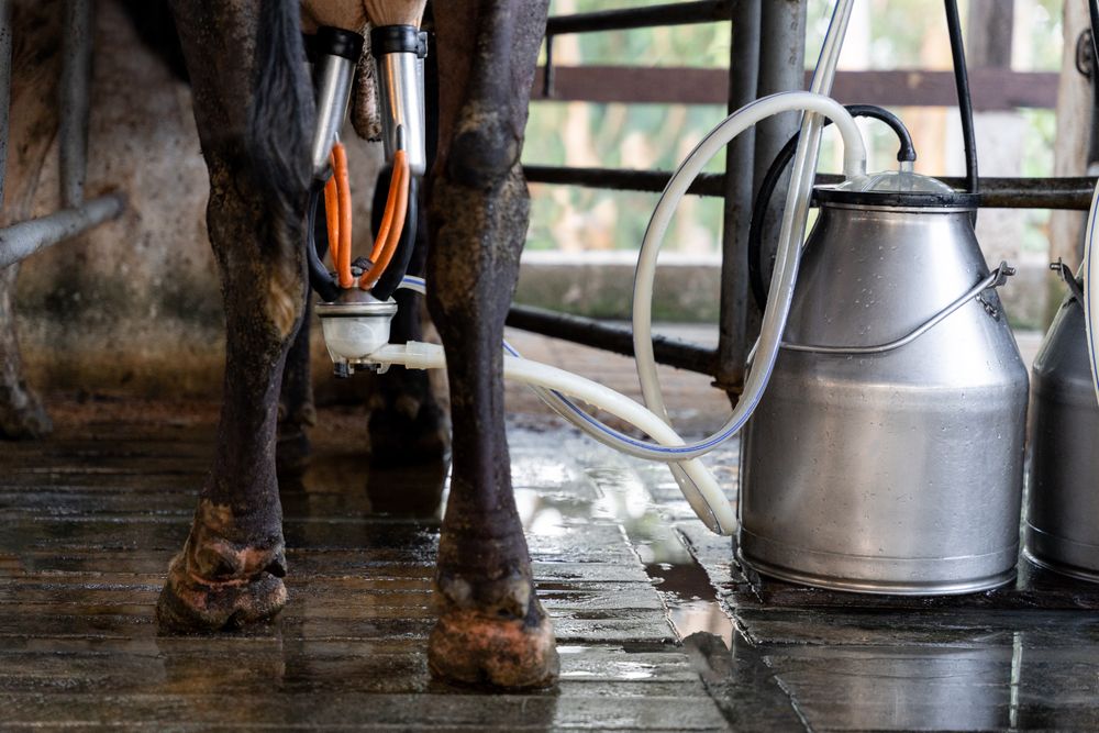 Cow milking with a dairy farm machine. Close up