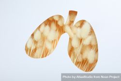 Lungs cut out of paper with dried rabbit tail underneath 5kJro0