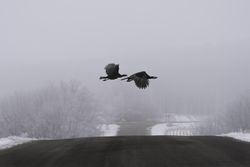 Wild turkeys flying over a road