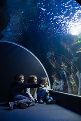 Three kids staring at fishes in an aquarium