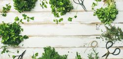 Flat-lay of bunches of various fresh green herbs