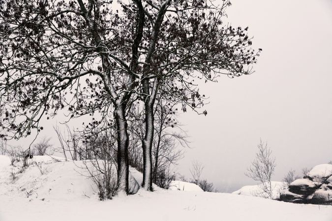 Leafless trees in winter countryside