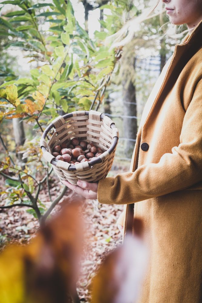Person holding wicker basket full of hazelnut