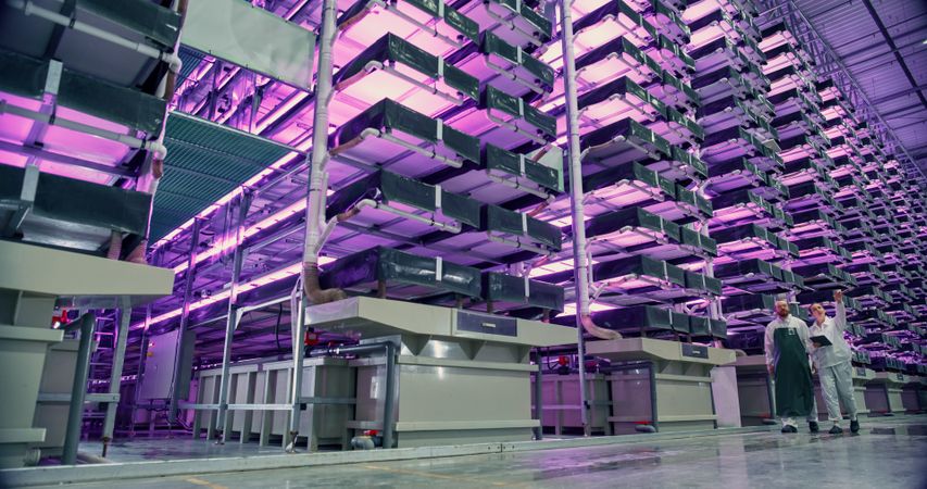 Vertical Farm Operators Having a Conversation at Work while Walking in a Hall with Plants on a Rack. Workers Growing Sustainable Produce with an Industrial Scale Hydroponics System WIth UV Lights