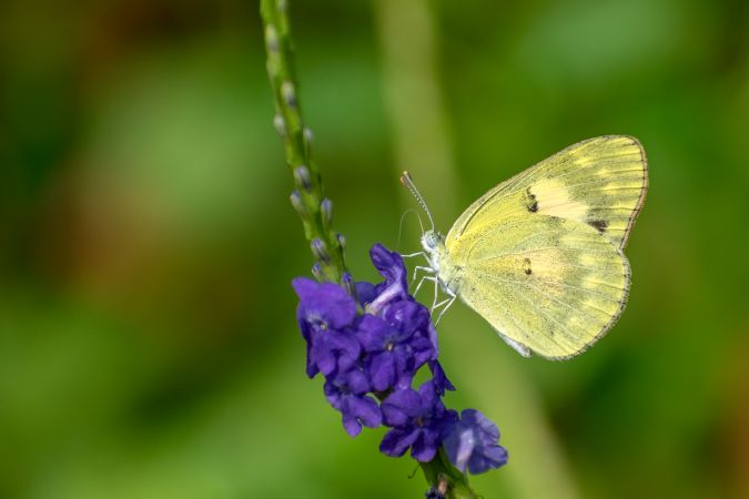 A beautiful Small Salmon Arab Butterfly perched on a bunch of flowers at a park in Mumbai, India