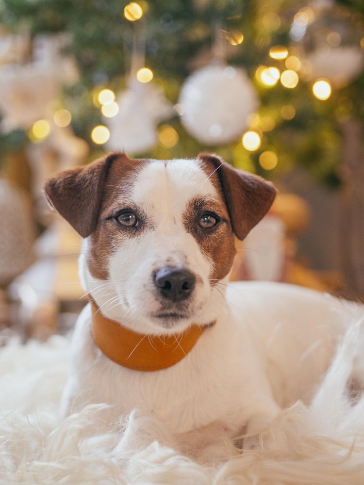 Jack Russell near Christmas tree