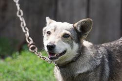 Husky puppy with chain