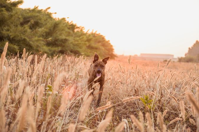 Dog running free off lead on field