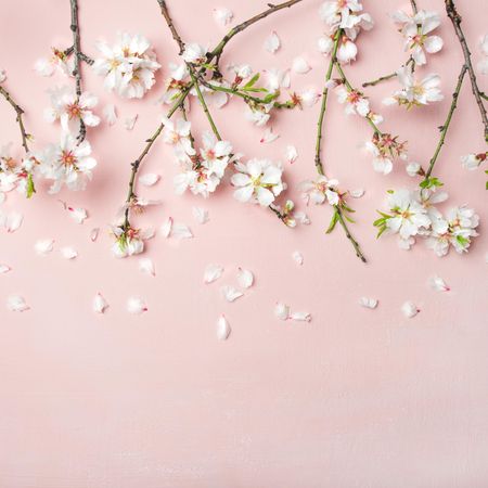 Spring floral background, wallpaper