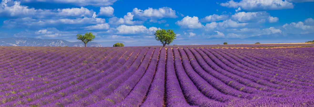 Panoramic shot of lavender field in rows with tree under blue sky