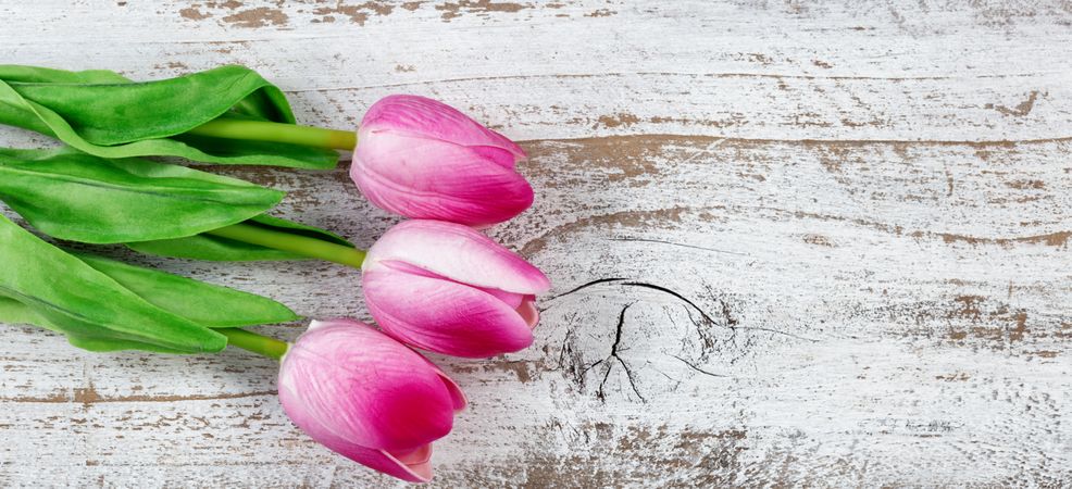 colorful pink and white tulips on rustic wood for Easter Background