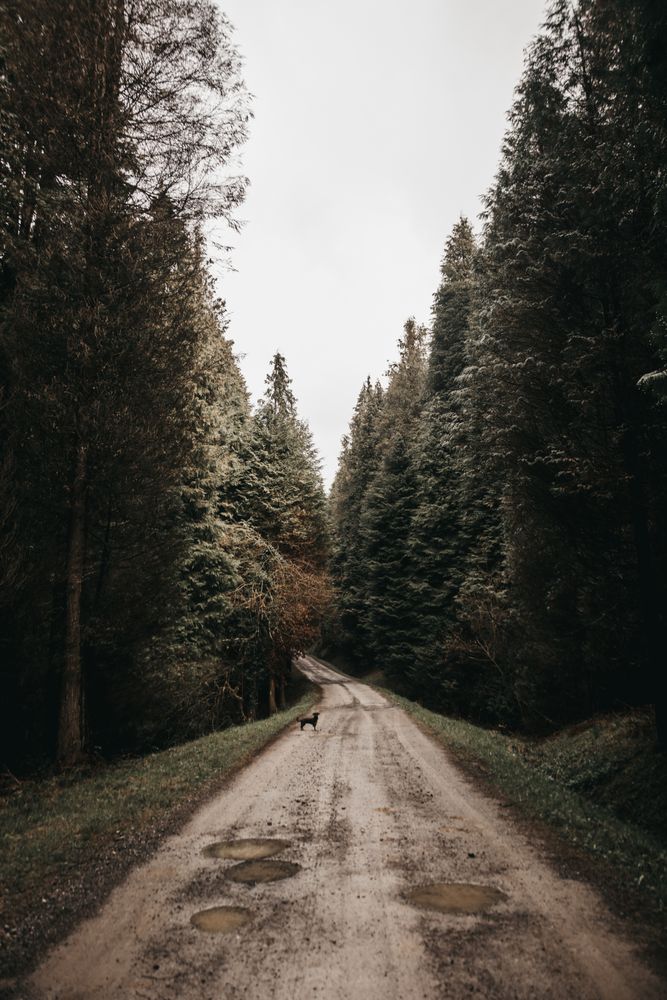 Forest countryside rough narrow road
