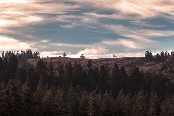 View over trees in the Northern Californian mountains