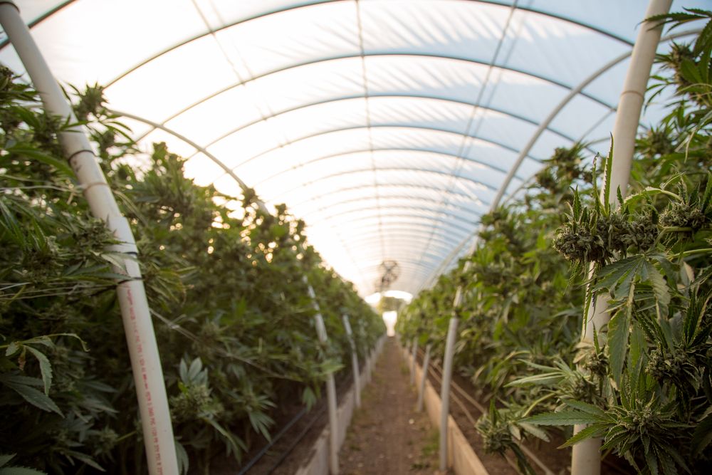 Greenhouse full of marijuana on a sunny day