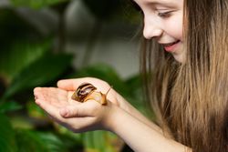 Snail achatina on girl's hand