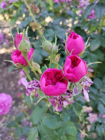 Three neon pink roses in a garden