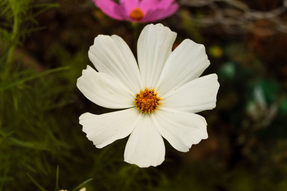 Light flower growing in field