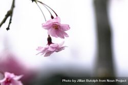 Two sakura blossom flowers hanging from tree 4moVo0