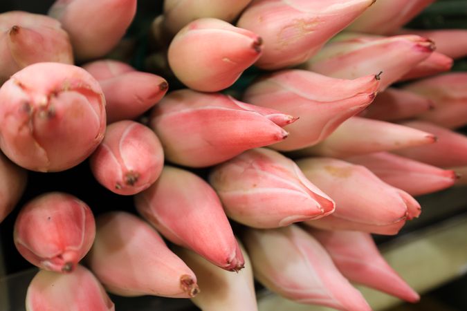 Kecombrang Flowers or Etlingera elatior