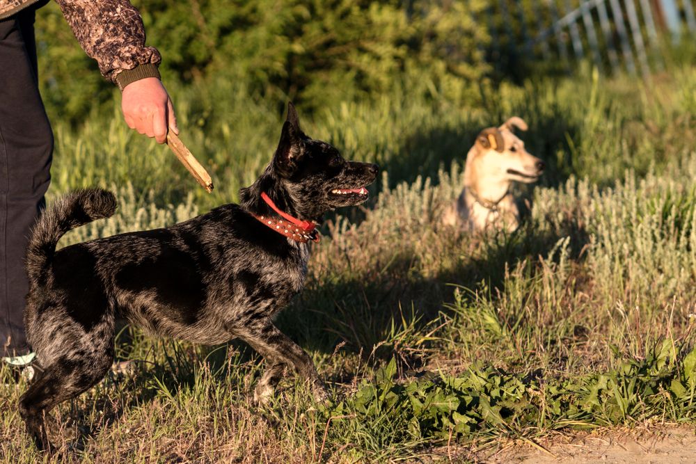 Man playing with dog in park.