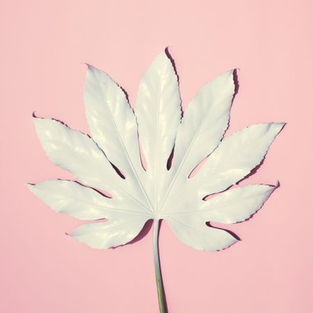 Tropical leaf on pink background