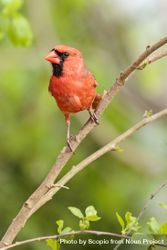 Orange northern cardinal bird on tree branch 43VWX5