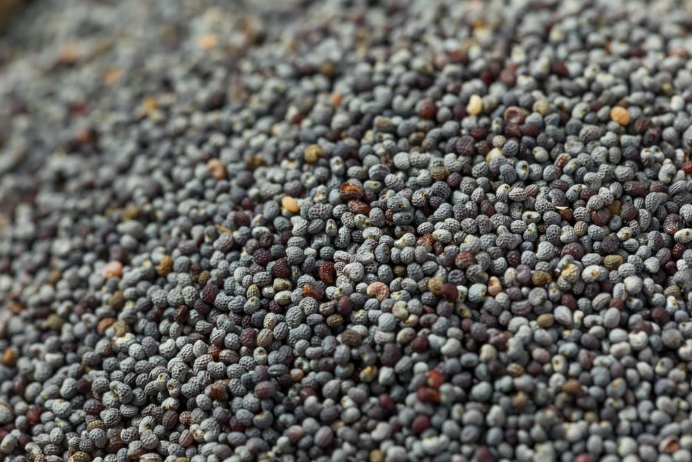 Organic Raw Dry Poppyseeds
