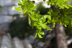 Green Leaves Branch