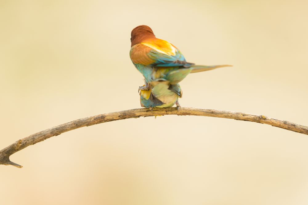 Birds standing on tree branch