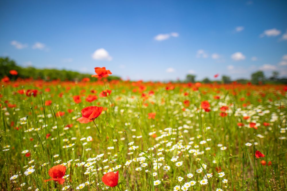 Daisies and red flowers in a field