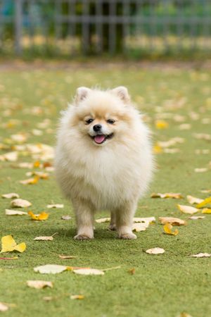 Pomeranian puppy on green grass field