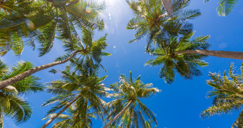 Looking up at blue sky with palm trees, wide