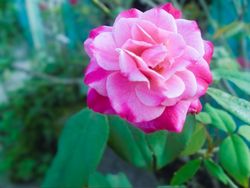 Beautiful blossom pink rose