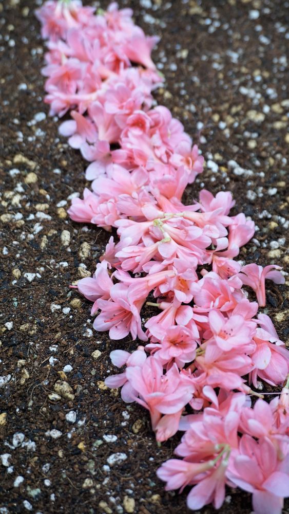 pink flower road on soil