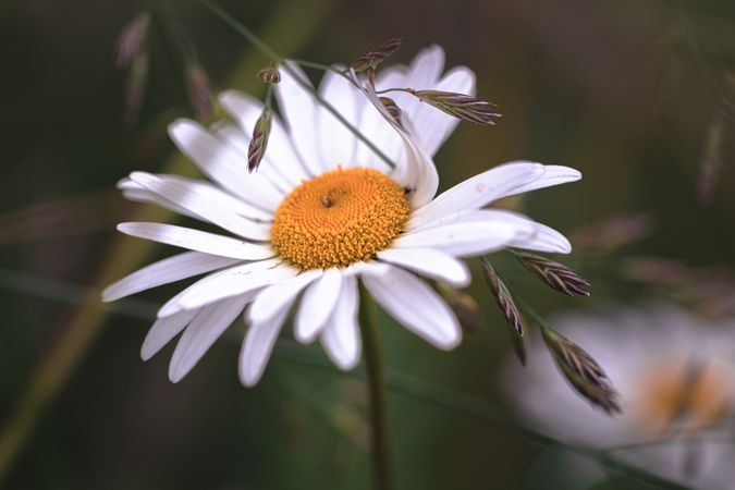 Daisy intercepted with dry grass plant